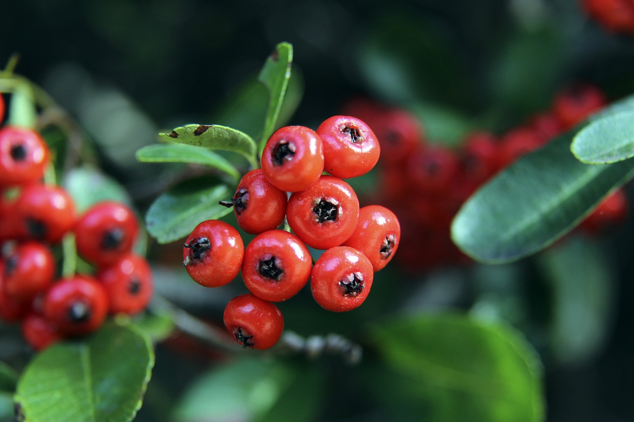 明确的战术 明确的战术