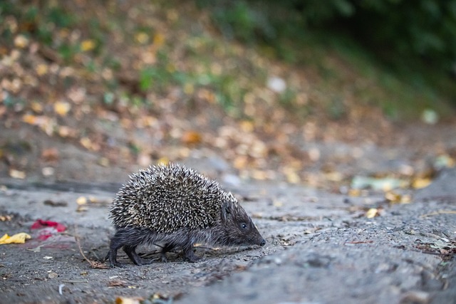 英超第35輪伯恩茅斯vs切爾西前瞻 伯恩茅斯勢頭如虹 切爾西能否走出低迷？.
